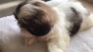 Como bañar a mi cachorro  La Casita de los Shih Tzu [upl. by Anelis]