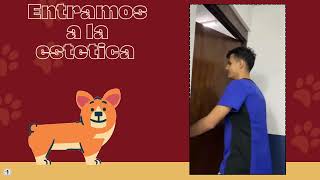 Estetica canina mp4 [upl. by Anor]