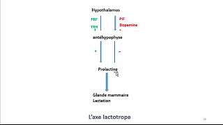 Cours dEndocrinologie vidéo 3  Hormones de lAntéhypophyse [upl. by Rapp]