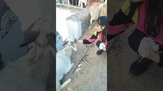 Jazbaat aur Ehsaas sabme hote hain 🤗💯✅ Ye baat sabhi ko samjhani chahiye animalshorts strayanimals [upl. by Gwenni]