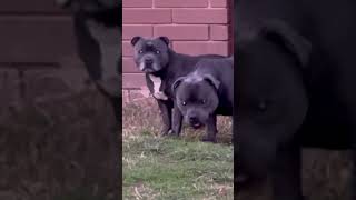 BLUE BLACK STAFFIES DEVIL STAFFIES [upl. by Ennobe]