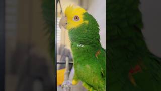 quot¡Este Perico Puede Hablar y Vivir Hasta 20 Años 🦜quot pericos aves [upl. by Fawnia]