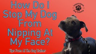 How To Stop Your Dog From Nipping At Your Face  Tips From Al The Dog Trainer [upl. by Yennaiv752]