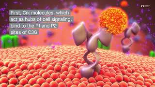 How the guanine nucleotide exchange factor C3G is activated in cells [upl. by Yrmac]