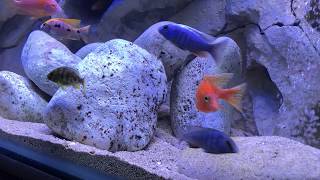 Setting Up A Lake Malawi Cichlid Tank [upl. by Romonda]