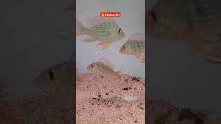 Ikan Jurupari🤔  Satanoperca jurupari ikanhias akuarium aquarium cichlid [upl. by Ykciv265]