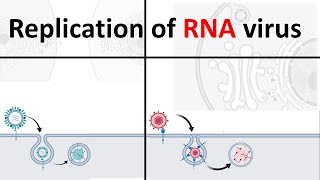 Replication of RNA virus  How RNA virus replicate  Virology USMLE [upl. by Leonidas]