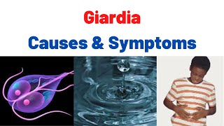 Giardiasis Fatty Stool SymptomsCauses Treatment Summary What is Giardia Giardia lamblia [upl. by Nofets]