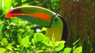 Toucans in the Rainforest Project [upl. by Llerahc]