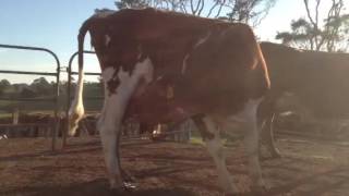 Guernsey Cow Drinking from Own Udder [upl. by Sahcnip]