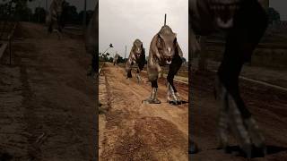 Very dangerous place Dinosaurs found in village TRex chase youtubeshorts shorts dinosaur [upl. by Norret]