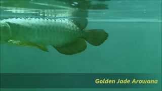 24K 90 GOLDEN HEAD CROSSBACK AROWANA [upl. by Cohl100]