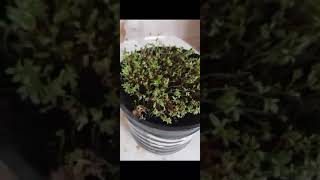 Planting crees seeds in soil plants [upl. by Nnoryt818]