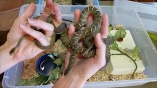 How to Care for EggEating Snakes [upl. by Hamilah657]