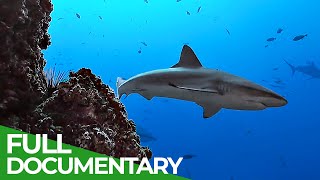 Underwater Volcanoes  Oases of the Sea  Free Documentary Nature [upl. by Ddot726]