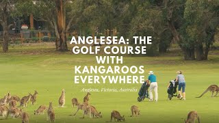 Anglesea Golf Club The Golf Course With Kangaroos Everywhere [upl. by Malin]