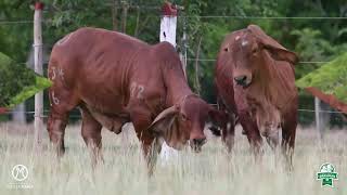 ¡Podrás adquirir la mejor genética en nuestro gran evento 🐂 [upl. by Atsyrt847]