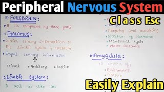 Peripheral Nervous System  PNS  Class 12 Biology [upl. by Ahras]