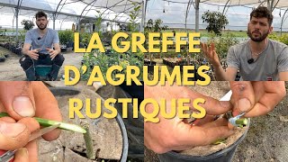 Les secrets des agrumes rustiques  Le manuel de greffe  Pépins Perdus Episode 2 [upl. by Neuberger]