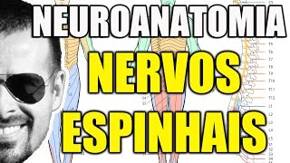 Nervos Espinais  Sistema Nervoso Neuroanatomia  Anatomia Humana  Vídeo Aula 104 [upl. by Omarr]