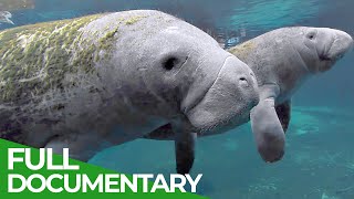 Manatees and Dugongs in Danger  Blue Realm  Free Documentary Nature [upl. by Moffitt]