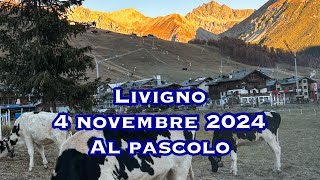 Livigno 4 novembre 2024 al pascolo [upl. by Eldora284]