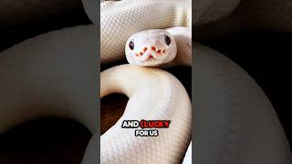 Blue Eyed Leucistic Ball Python ballpython reptiles animals snake python shorts pets [upl. by Downs872]