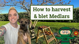 How to harvest amp blet medlars the only winter fruiting tree [upl. by Nilpik]