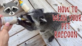 How to Wean a Pet Raccoon [upl. by Ileray771]