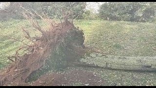 QUAND LA NATURE SE DECHAINE  TEMPETE CAETANO 21 NOVEMBRE 2024 3 ARBRES TOMBENT A LA CAMERA [upl. by Claiborn]