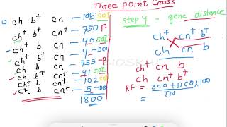 TwoGene Test Cross Explained [upl. by Annavoig]