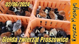 Giełda zwierząt Proszowice 02062024 389 4K [upl. by Ij765]