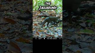 Jaguarundi Onza on Trail Cam [upl. by Stephana955]