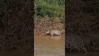 ONÇA pegando JACARÉ no Pantanal [upl. by Michigan]