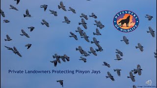 Protect Pinyon Jays [upl. by Dash]