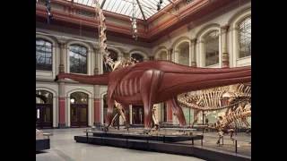 Juraskop Dinosaurier Diplodocus im Museum für Naturkunde Berlin [upl. by Harias]