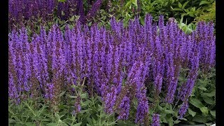 Best Perennials  Salvia nemorosa Bumbleblue Meadow Sage [upl. by Tarfe]