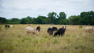 What can happen when cattle eat toxic Johnsongrass [upl. by Razid420]