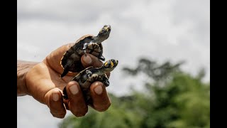 La comunidad Cofán Zábalo logró evitar la desaparición de tortugas en el río Aguarico [upl. by Ennairrac]