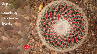 Phyllotaxis and a Cactus Fibonacci numbers in Natures Spirals [upl. by Tumer]