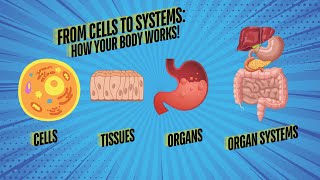 Specialised The Incredible Teamwork of Cells Tissues and Organs [upl. by Alhan]