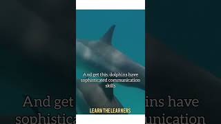 Untold Facts about Dolphins [upl. by Nothgierc]