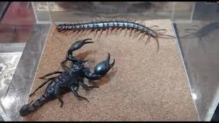 centipede against scorpion who wins [upl. by Oech]