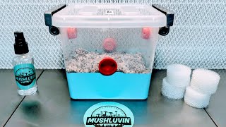 Easy Mushroom Growing How to Initiate Fruiting Conditions for your Monotub [upl. by Einiffit]