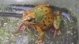 Stanley the Frog eating Worms [upl. by Yrred]