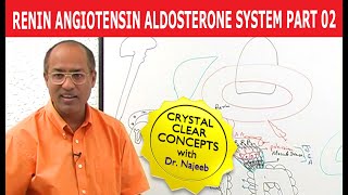 Renin Angiotensin Aldosterone System  RAAS Part 2👨‍⚕️ [upl. by Cristina]