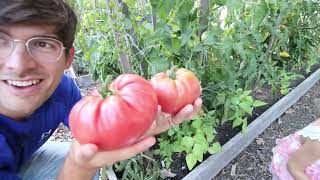 Harvesting The Largest and Most Unique Heirloom Tomatoes We Have Ever Grown [upl. by Hajan]