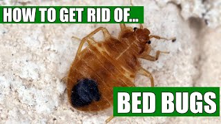 How To Get Rid Of Bed Bugs Guaranteed 4 Easy Steps [upl. by Sivat]