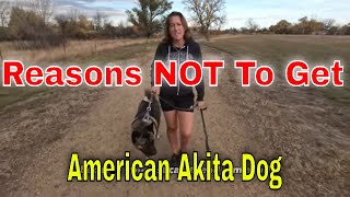 Reasons NOT To Get An American Akita [upl. by Atinehs]