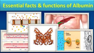 Essential facts amp functions of Albuminmlsmedilabacademyalbumin [upl. by Ahsiner]